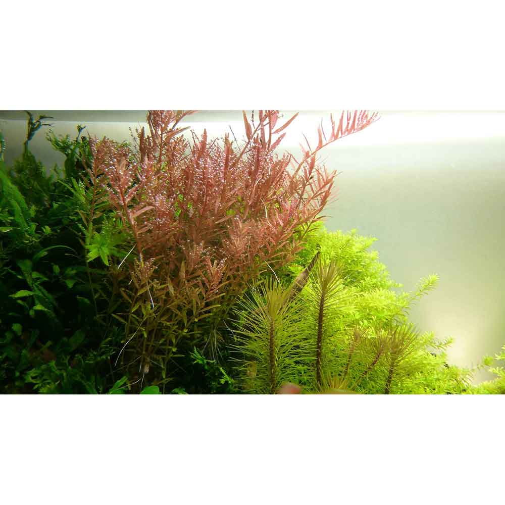 Tropica Single Package Rotala Rotundifolia vasetto