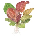 Tropica Single Package Echinodorus Reni vasetto