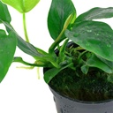Tropica Single Package Anubias Barteri Nana vasetto