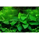 Tropica Single Package Anubias Barteri Nana vasetto