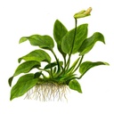 Tropica Single Package Anubias Barteri Nana vasetto