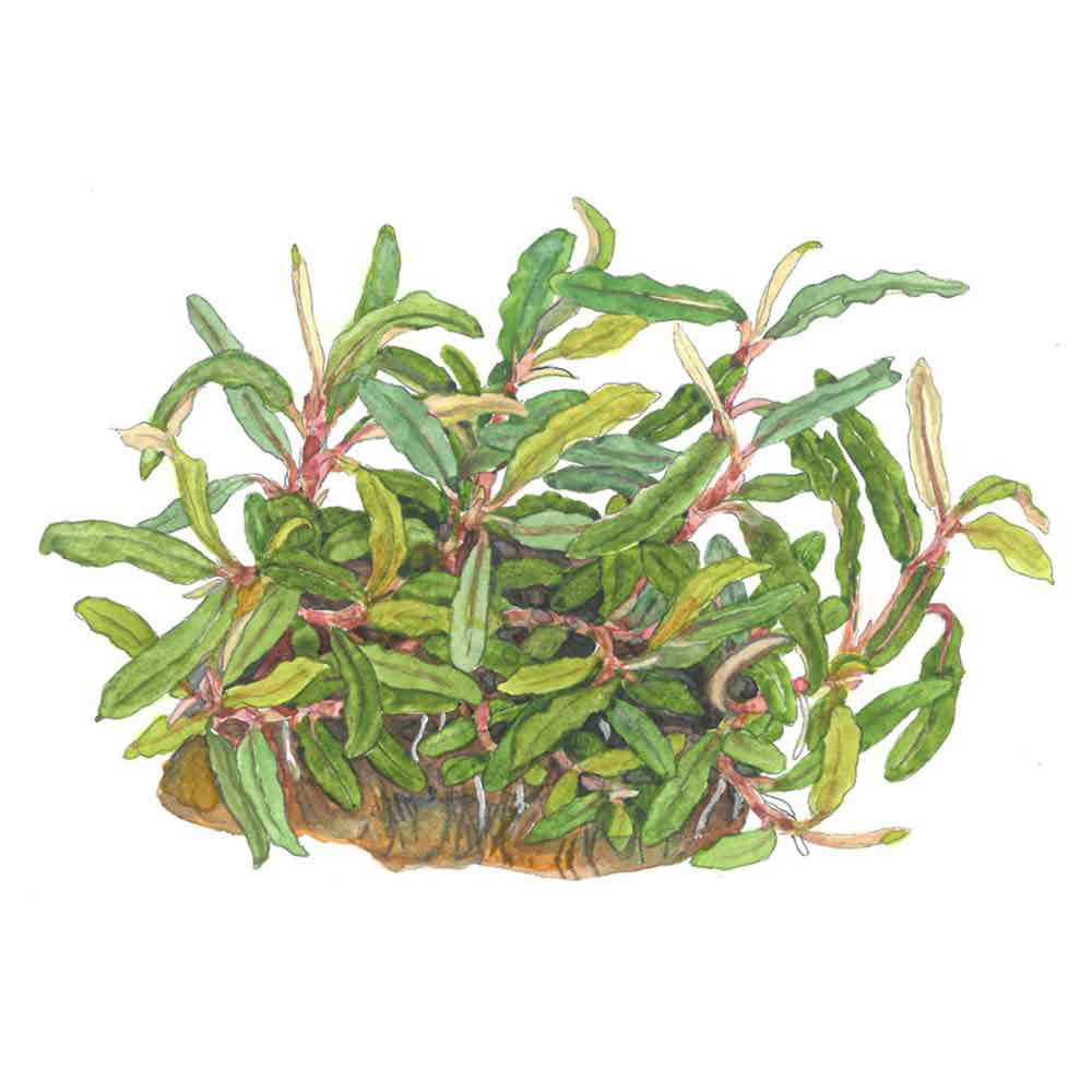 Tropica 1•2•Grow! Bucephalandra sp. 'Needle Leaf' in Vitro Cup