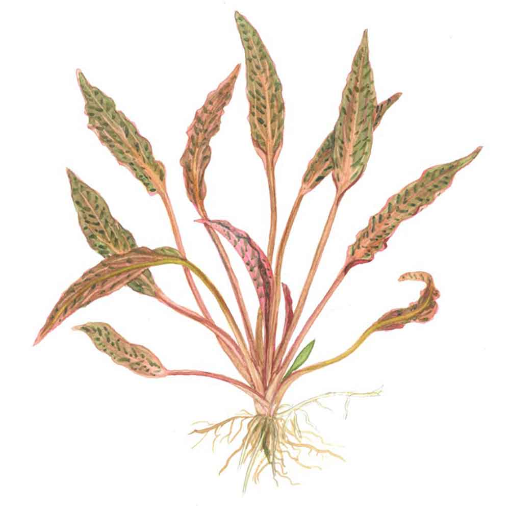 Tropica 1•2•Grow! Cryptocoryne nurii in Vitro Cup
