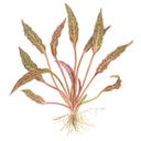 Tropica 1•2•Grow! Cryptocoryne nurii in Vitro Cup