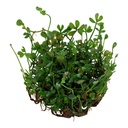Tropica 1•2•Grow! Marsilea Minuta in Vitro Cup