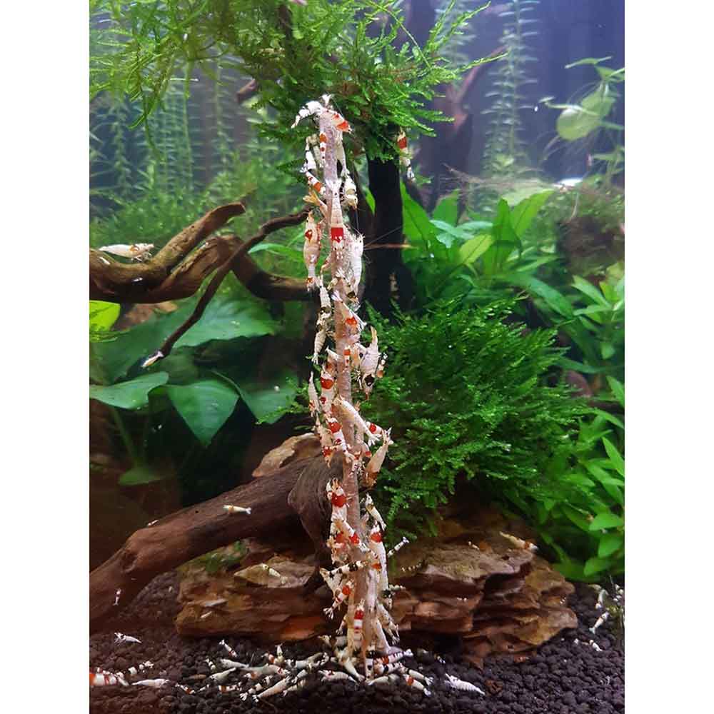 Ziss Aqua Shrimp Lolly Mix Stick Bastoncini ricoperti di cibo specifico per caridine 10pz