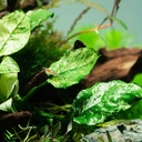 Tropica Anubias barteri var. nana ’Pinto’