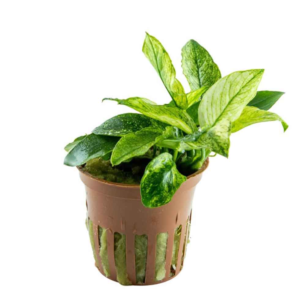 Tropica Anubias barteri var. nana ’Pinto’