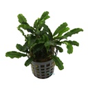 Aquafleur Pianta Bucephalandra Green Velvet in vasetto