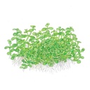Tropica Pianta Micranthemum tweediei 'Monte Carlo' in vasetto