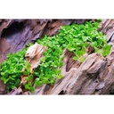 Tropica Pianta Micranthemum tweediei 'Monte Carlo' in vasetto