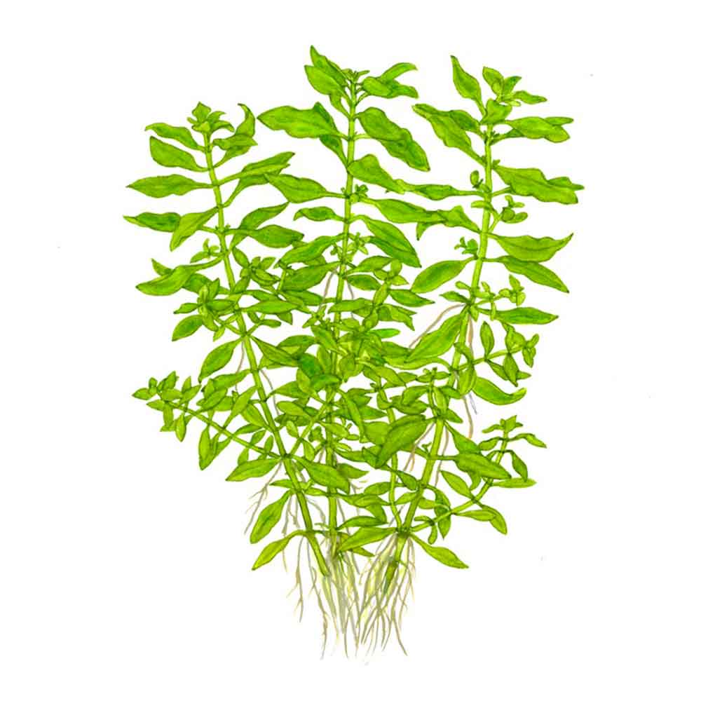 Tropica Pianta Ludwigia palustris "Green" in vasetto