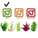 Tropica Pianta Rotala Rotundifolia in vasetto