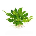 Tropica 1•2•Grow! Pianta Echinodorus grisebachii 'Tropica' in Vitro Cup