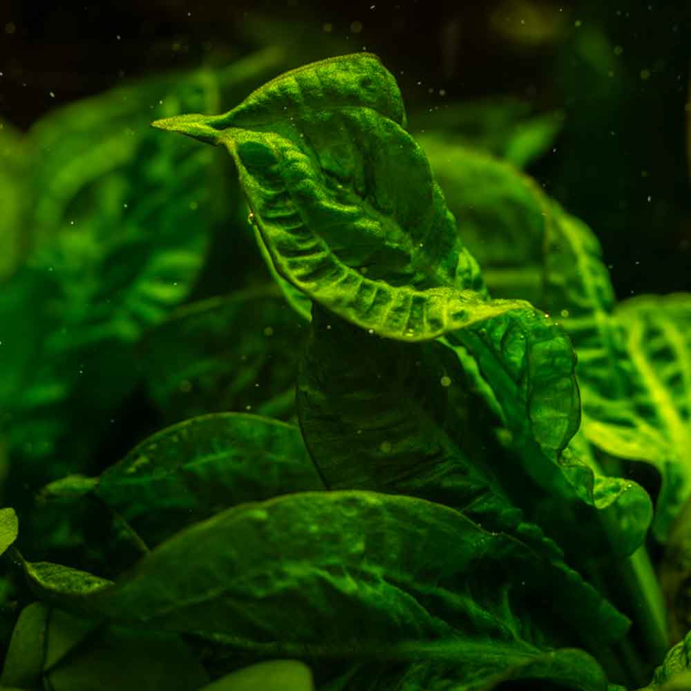 Tropica 1•2•Grow! Pianta Echinodorus grisebachii 'Tropica' in Vitro Cup