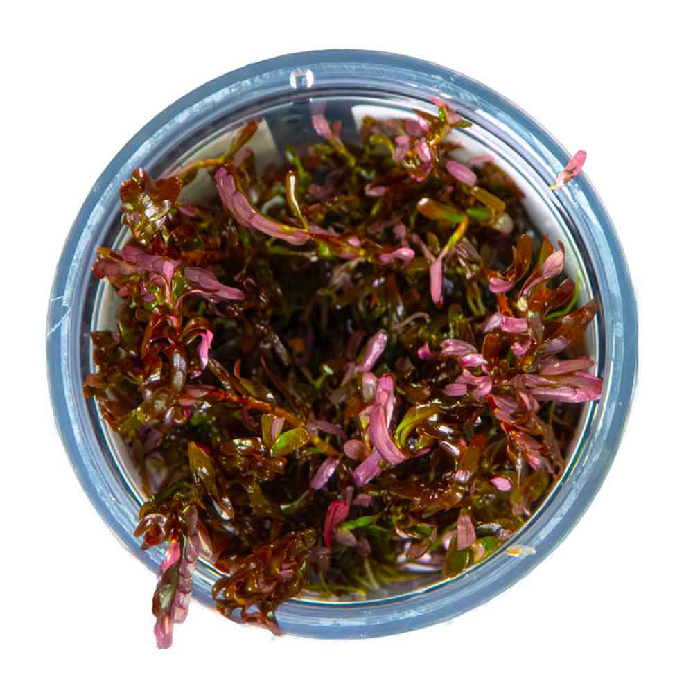 Tropica 1•2•Grow! Pianta Rotala rotundifolia 'Blood Red' in Vitro Cup