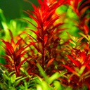 Tropica 1•2•Grow! Pianta Rotala rotundifolia 'Blood Red' in Vitro Cup