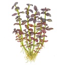 Tropica Pianta Bacopa salzmanni 'Purple' in vasetto
