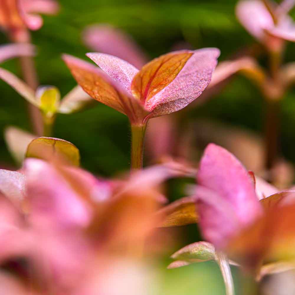 Tropica Pianta Bacopa salzmanni 'Purple' in vasetto