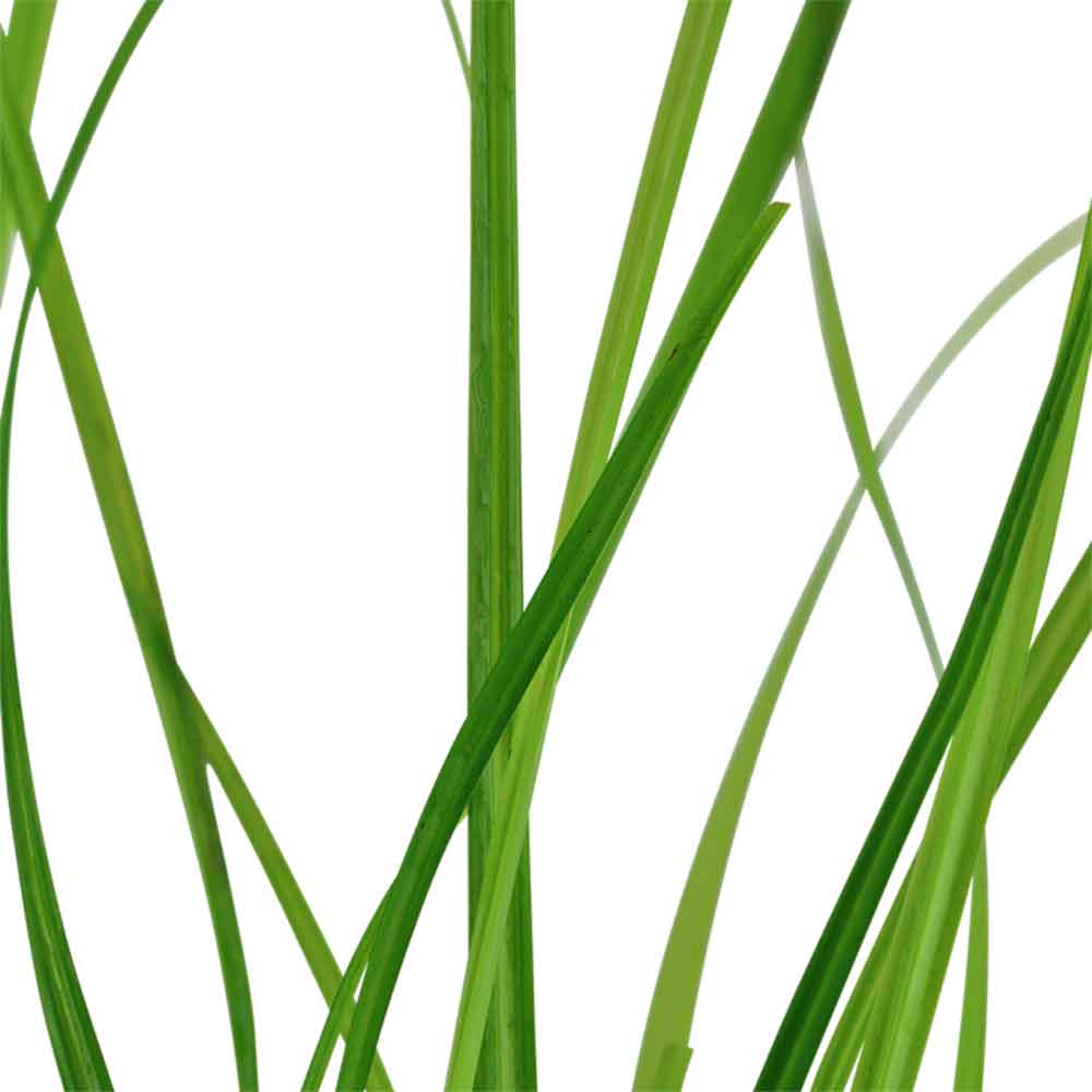 Tropica Pianta Cyperus helferi in vasetto