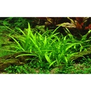 Tropica Pianta Sagittaria subulata in vasetto