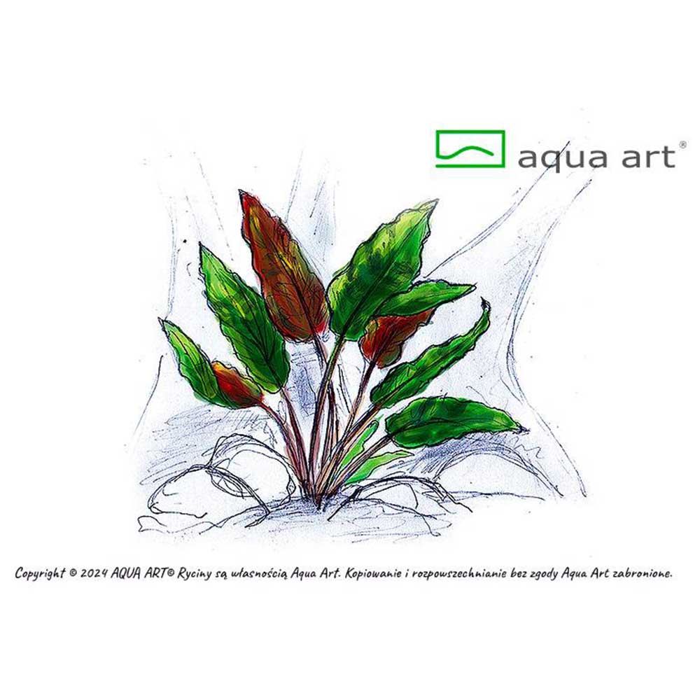 Aqua Art Cryptocoryne wendtii "Mi Oya" in Vitro Cup