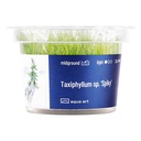 Aqua Art Taxiphyllum 'Spiky' in Vitro Cup