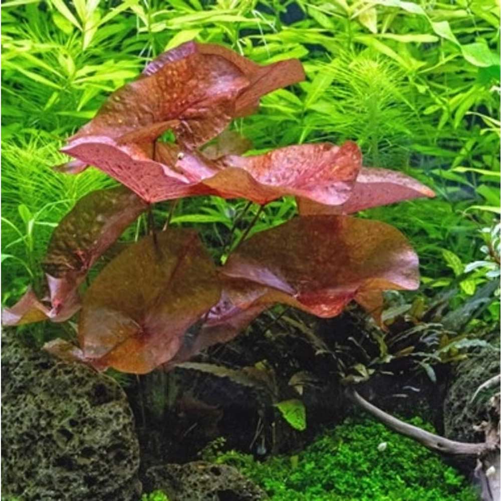 Aquafleur Pianta Ninfea Zenkeri in vasetto