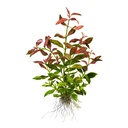 Tropica Pianta Hygrophila polysperma 'Rosanervig' vasetto