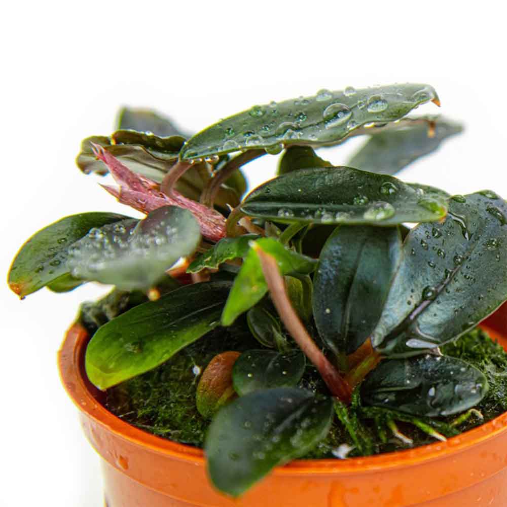 Tropica Pianta Bucephalandra sordidula "Blue" in vasetto