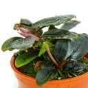 Tropica Pianta Bucephalandra sordidula "Blue" in vasetto