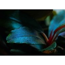 Tropica Pianta Bucephalandra sordidula "Blue" in vasetto