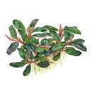 Tropica Pianta Bucephalandra sordidula "Blue" in vasetto