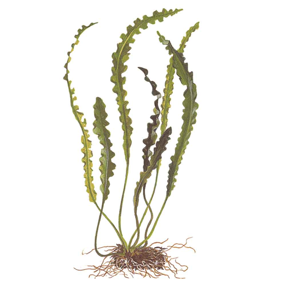 Tropica Pianta Aponogeton longiplumulosus bulbo