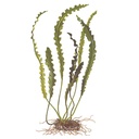 Tropica Pianta Aponogeton longiplumulosus bulbo