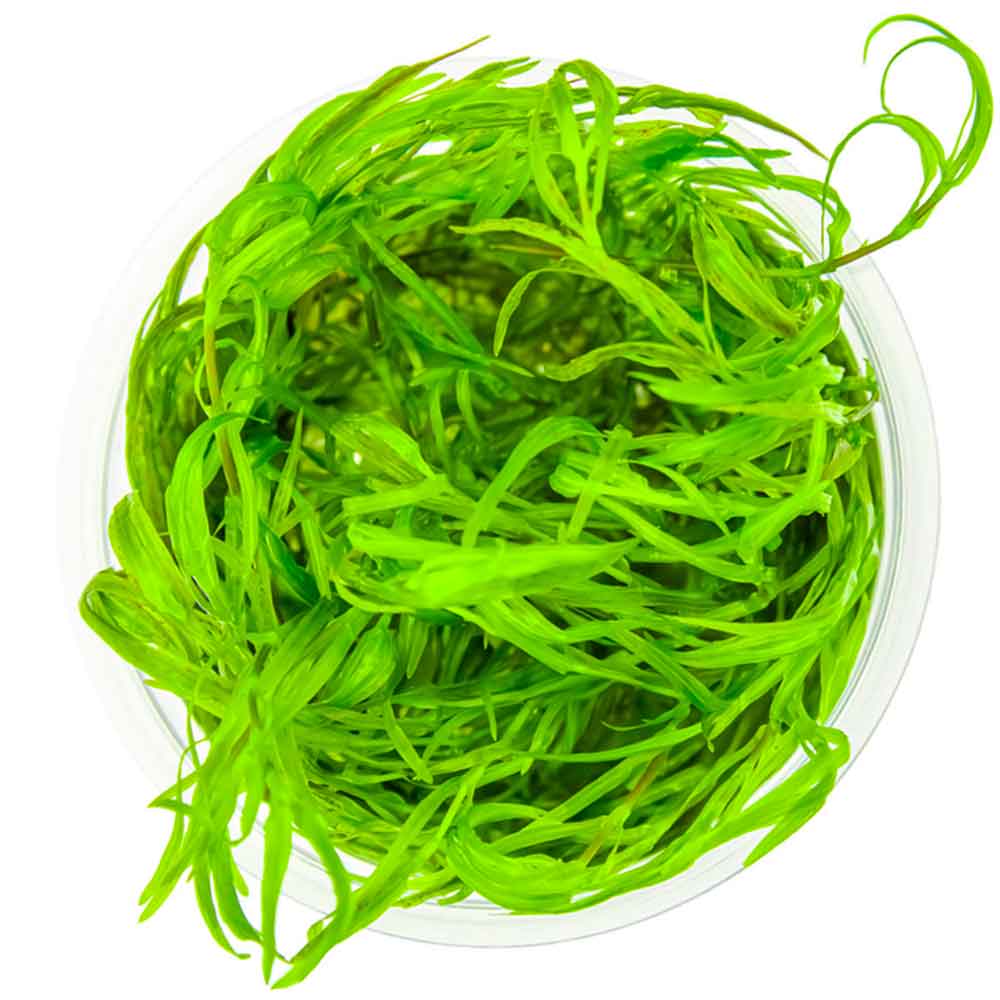 Tropica 1•2•Grow! Najas guadalupensis 'Guppy Grass' in Vitro Cup