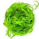 Tropica 1•2•Grow! Najas guadalupensis 'Guppy Grass' in Vitro Cup