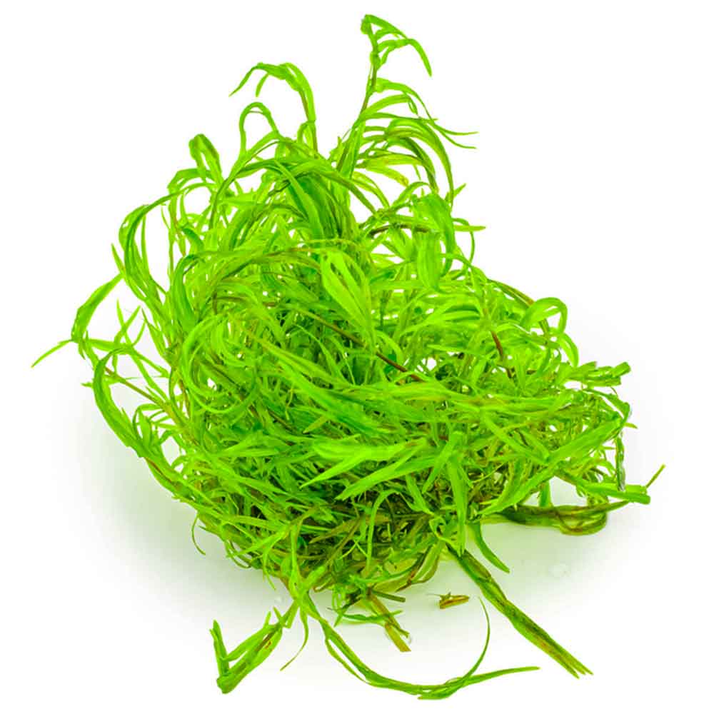 Tropica 1•2•Grow! Najas guadalupensis 'Guppy Grass' in Vitro Cup