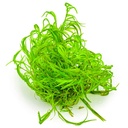 Tropica 1•2•Grow! Najas guadalupensis 'Guppy Grass' in Vitro Cup