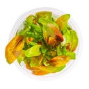 Tropica 1•2•Grow! Lysimachia parvifolia ‘Red’ in Vitro Cup