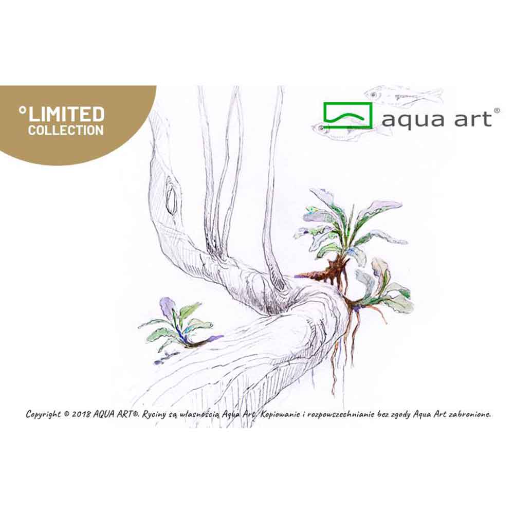 Aqua Art Bucephalandra sp. ’Wave leaf’ in Vitro Cup