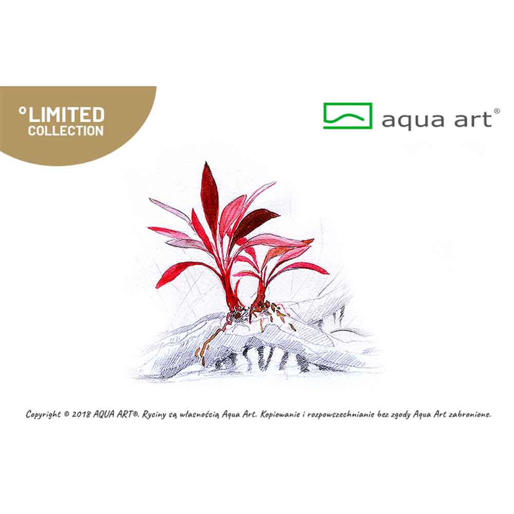 Aqua Art Bucephalandra sp. "Ulysses" in Cup Vitro