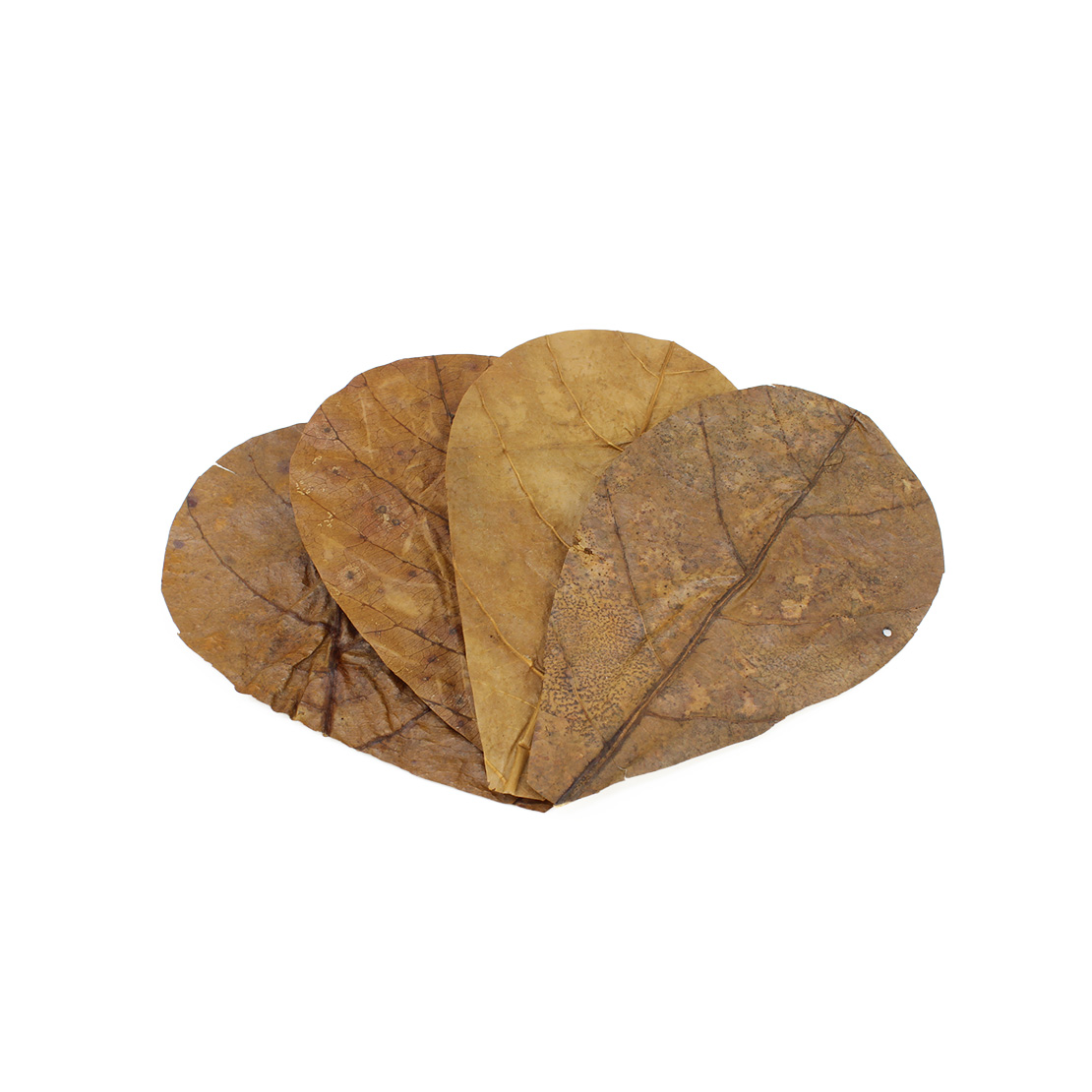 Seachem Catappa Leaves Foglie di Catappa Small 12pz