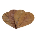 Seachem Catappa Leaves Foglie di Catappa Medium 12pz