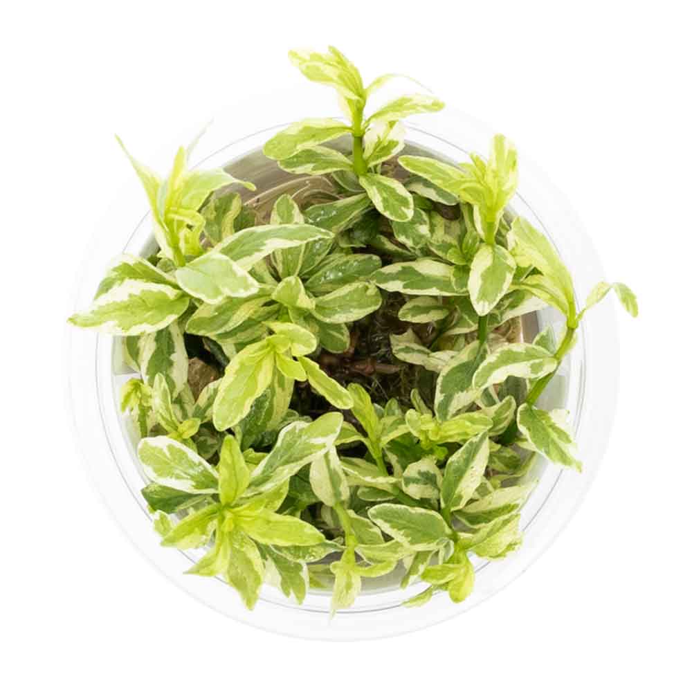 Tropica 1•2•Grow! Pianta Hygrophila polysperma 'White' in Vitro Cup