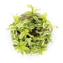 Tropica 1•2•Grow! Pianta Hygrophila polysperma 'White' in Vitro Cup