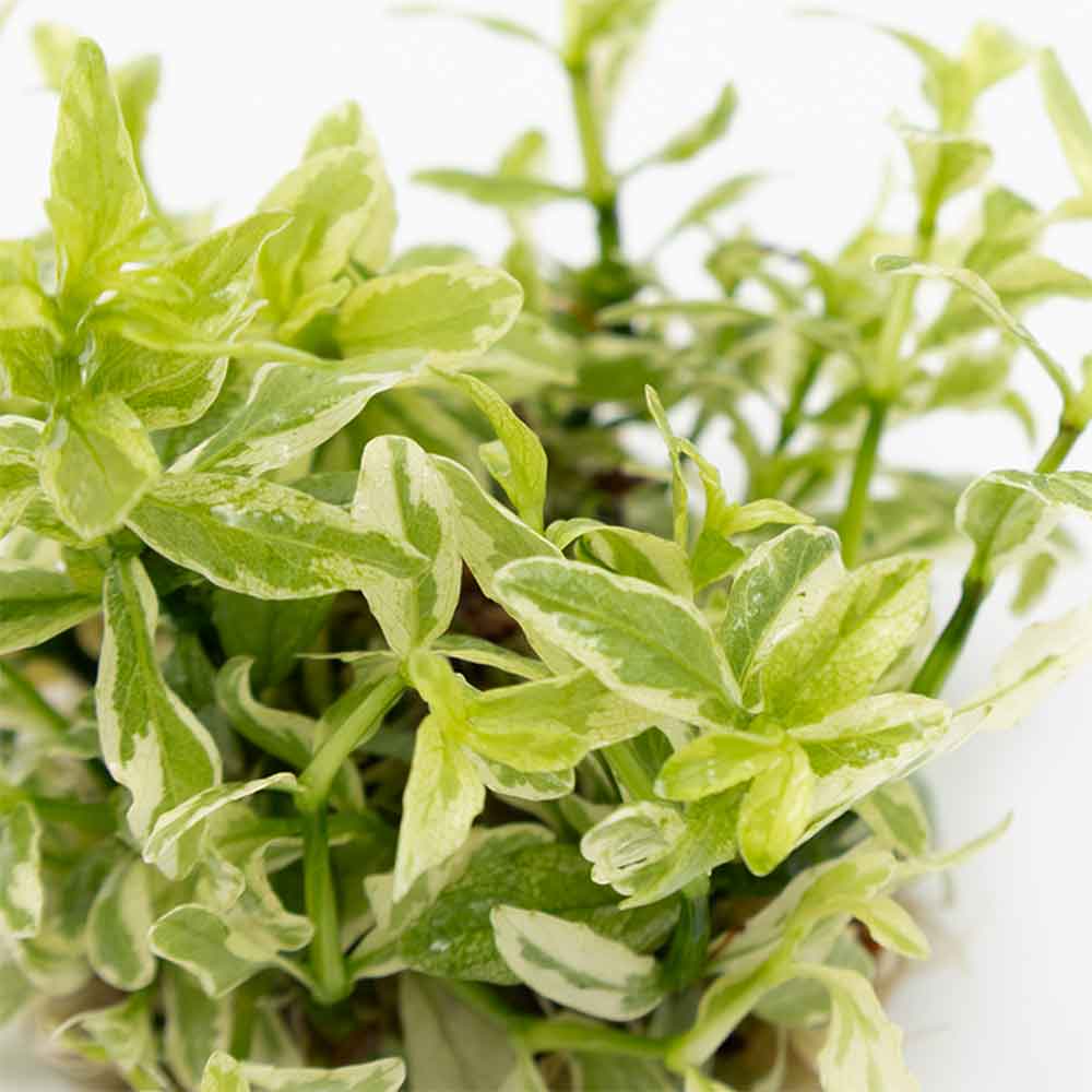 Tropica 1•2•Grow! Pianta Hygrophila polysperma 'White' in Vitro Cup