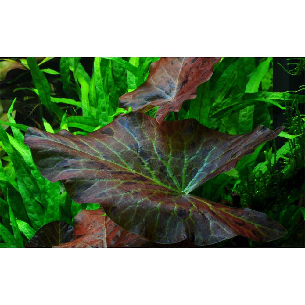 Tropica Pianta Nymphaea lotus in vasetto