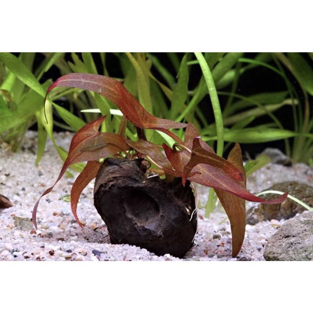 Aquafleur Pianta Ninfea Zenkeri Bulbo