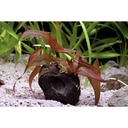 Aquafleur Pianta Ninfea Zenkeri Bulbo